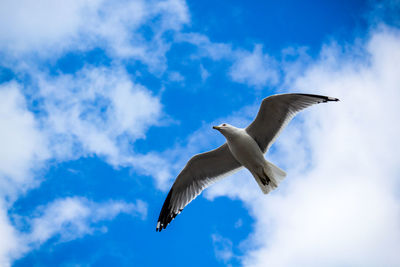 Low angle view of seagull flying in sky