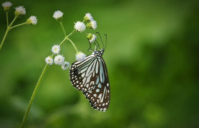 Close-up of butterfly on flower