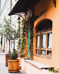 Potted plants on street by building