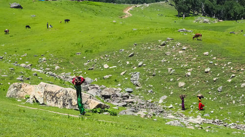 Scenic view of sheep grazing on field