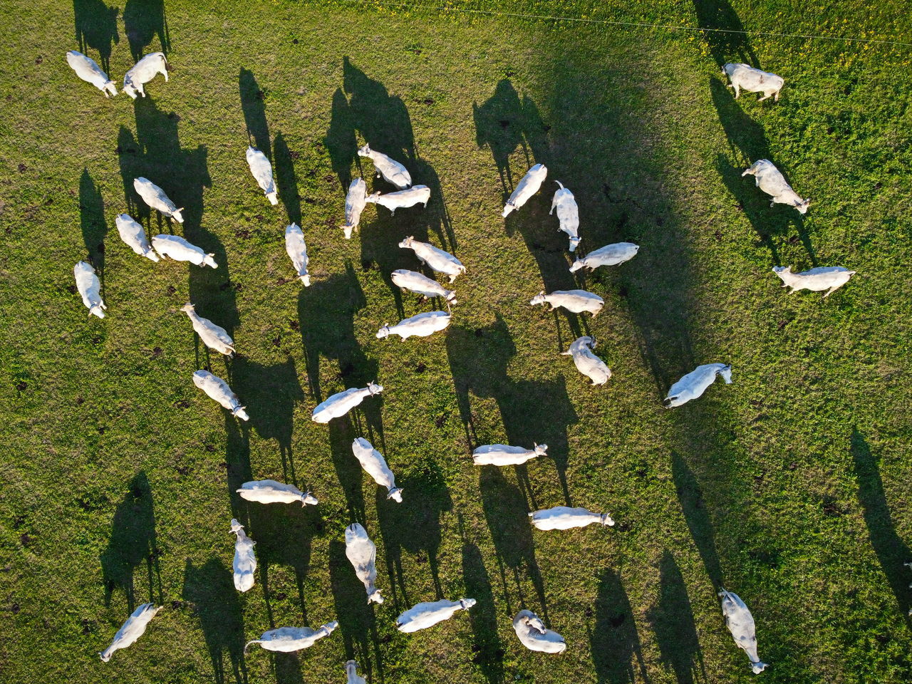 HIGH ANGLE VIEW OF A SHEEP