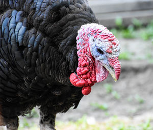 Close-up of a bird