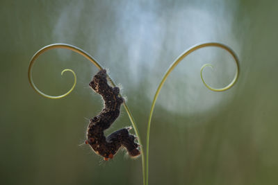 Unique caterpillars on nature place