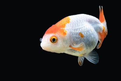 Close-up of fish underwater