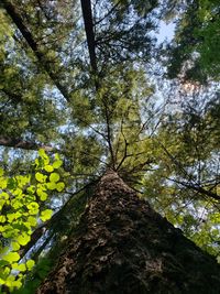 Low angle view of trees in forest