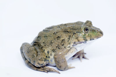 Close-up of frog over white background