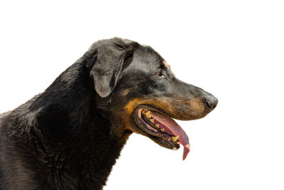 Close-up of dog against white background