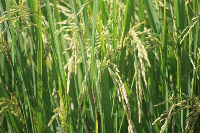 Full frame shot of rice in field