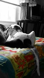 Dog resting on sofa