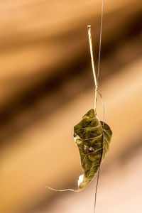 Close-up of insect hanging