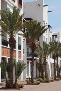 Palm trees and houses against sky