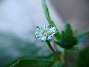 Close-up of white flowering plant