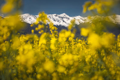 Scenic view of oilseed rape field