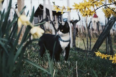 View of cat on grass