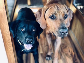 Close-up portrait of dogs