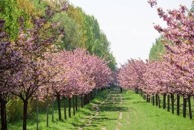 Cherry blossoms on field against sky