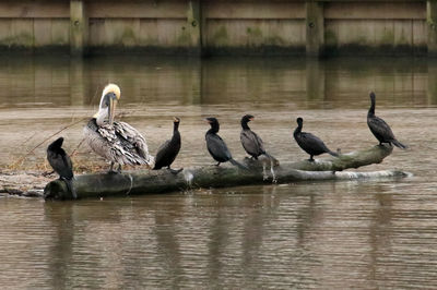 Birds perching on a lake