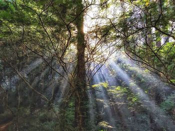 Trees in forest