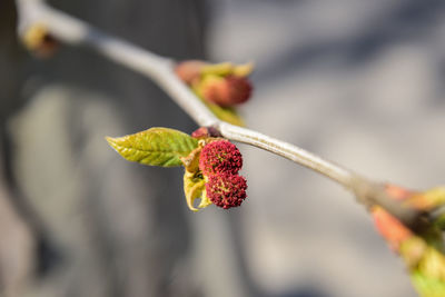 Close-up of strawberry growing on plant