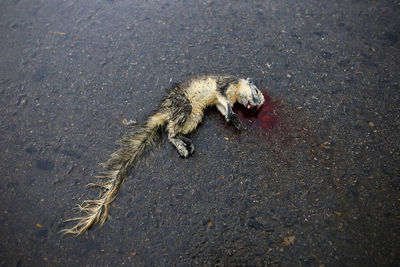 High angle view of lizard on road