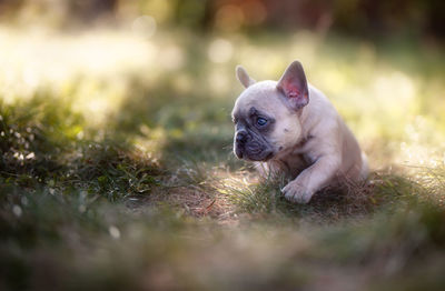 Dog relaxing on field