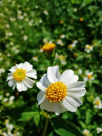 Close-up of white flowers blooming outdoors