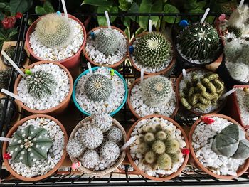 High angle view of potted plants for sale at market stall