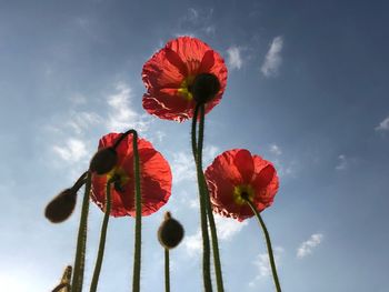 Low angle view of red flowering plant against sky