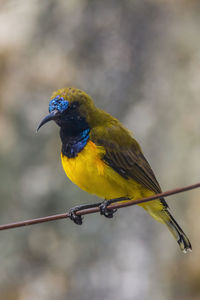 Close-up of bird perching on branch