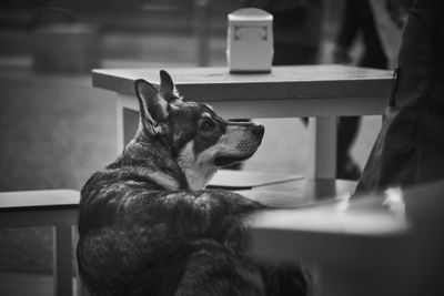 Close-up of a dog looking away