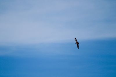 Low angle view of bird flying in sky