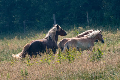 View of a horse on field