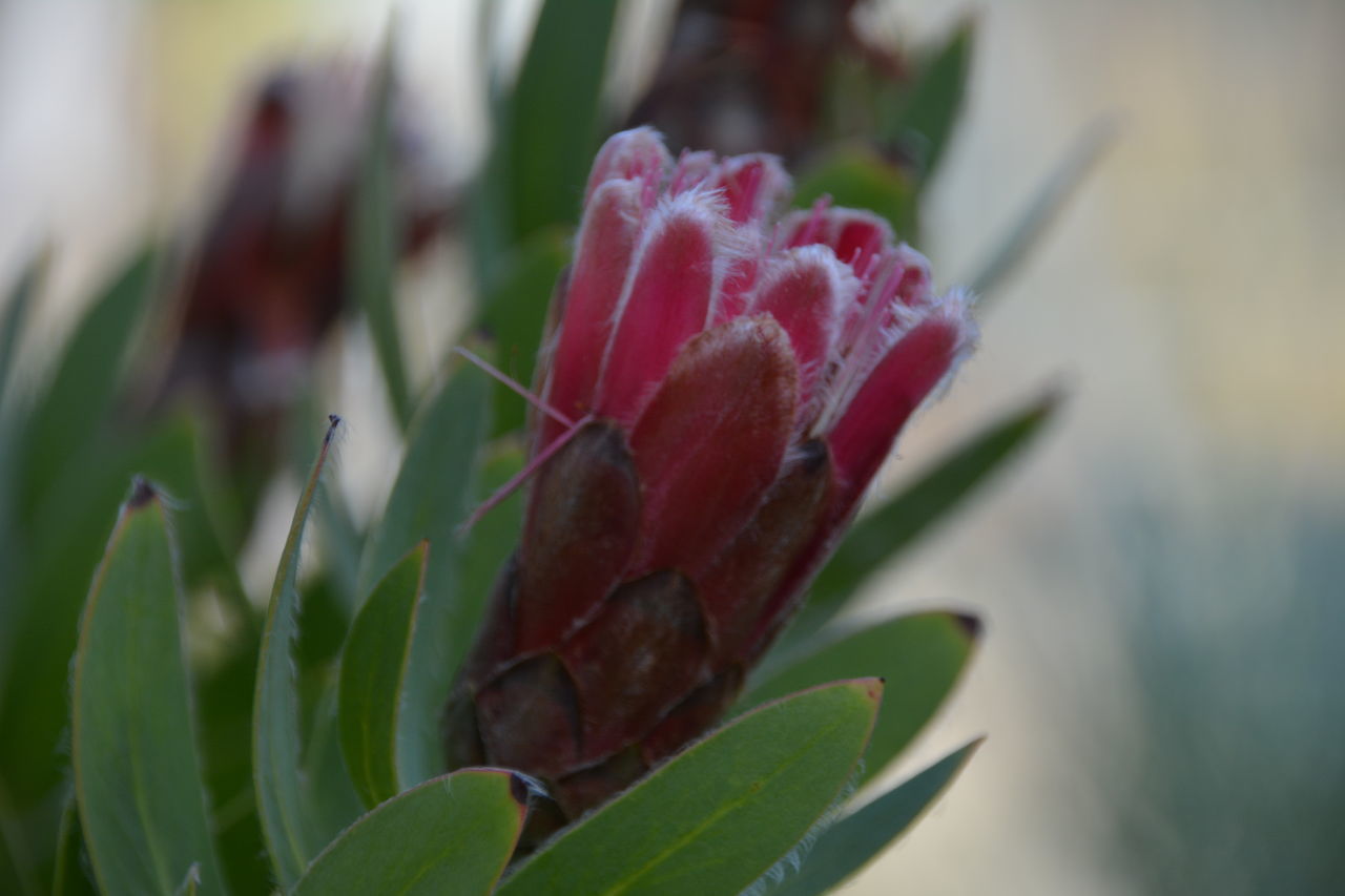 CLOSE-UP OF RED ROSE FLOWER