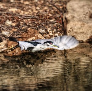 Bird flying above lake