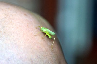 Close-up of insect on hand