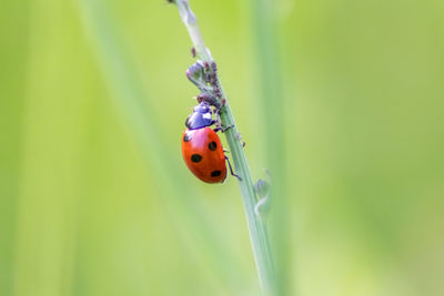 ladybug