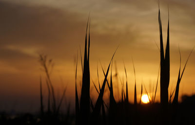 Close-up of wheat plants on field against sunset sky