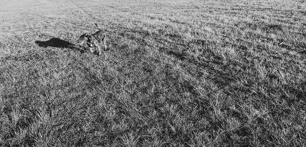 High angle view of lizard on field