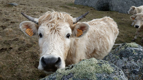 Cow in a field