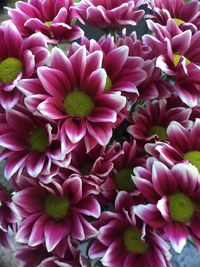 Close-up of pink flower