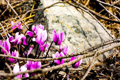 Close-up of pink crocus flowers on land