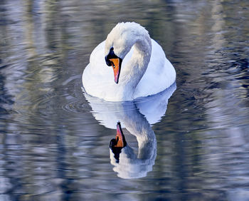 Swan floating on lake