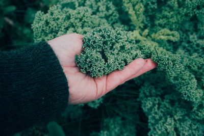 Cropped hand of woman touching kale in garden
