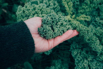 Close-up of person holding leaf