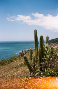 Plants growing on wooden post by sea against sky