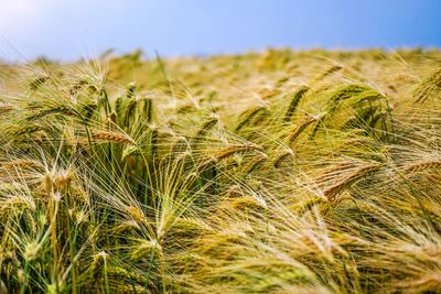 Close-up of wheat growing on field against clear sky