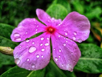 Close-up of wet purple flower blooming outdoors
