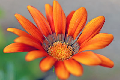 Close-up of orange flower