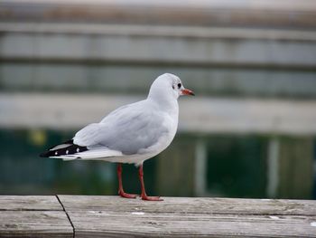 Close-up of seagull perching outdoors