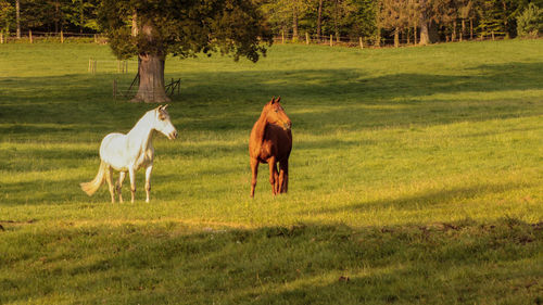 Horses standing in a field